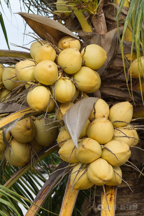 大堆的黄椰子水果挂在树上照片-正版商用图片1gmbw9-摄图新视界